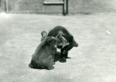 Two Brown Bear Cubs Romping at London Zoo, June 1914 by Frederick William Bond